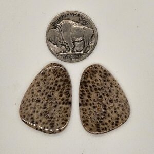 Earring Pair Fossil Palm Root